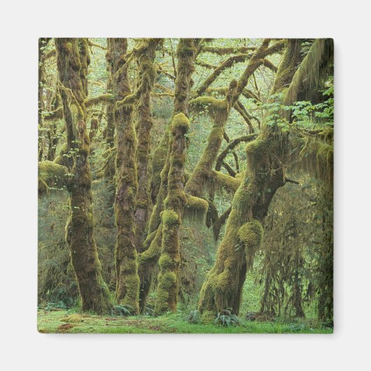 WA, Olympic NP, Hoh Rain Forest, Hall of Magneet (Voorkant)