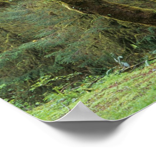 WA, Olympic NP, Hoh Rain Forest, Hall of Poster (Hoek)