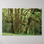 WA, Olympic NP, Hoh Rain Forest, Hall of Poster (Voorkant)
