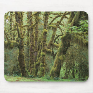 WA, Olympic NP, Hoh-regenwoud, Hall of Muismat