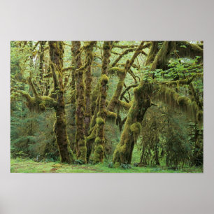 WA, Olympic NP, Hoh-regenwoud, Hall of Poster