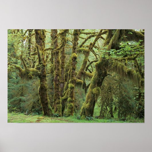 WA, Olympic NP, Hoh-regenwoud, Hall of Poster (Voorkant)