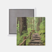 WA, Olympic NP, Sol Duc-vallei, regenwoud Magneet (Voorkant / Achterkant)
