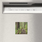 WA, Olympic NP, Sol Duc-vallei, regenwoud Magneet (Insitu (Vaatwasser))