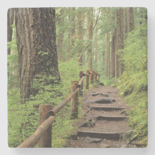 WA, Olympic NP, Sol Duc-vallei, regenwoud Stenen Onderzetter