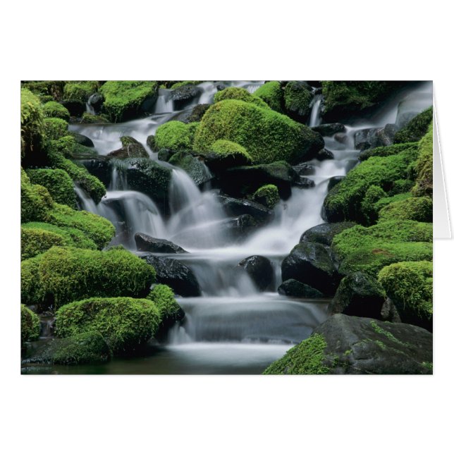 WA, Olympic NP, Sol Duc-vallei, stroom met (Voorkant Horizontaal)