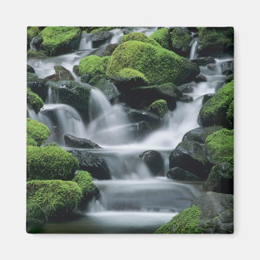 WA, Olympic NP, Sol Duc-vallei, stroom met Magneet (Voorkant)