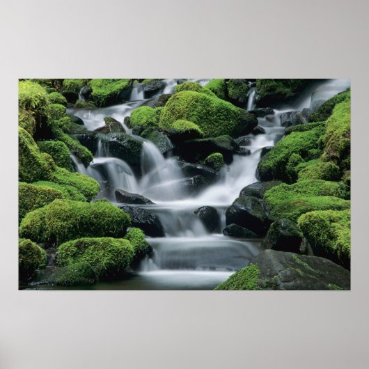 WA, Olympic NP, Sol Duc-vallei, stroom met Poster (Voorkant)