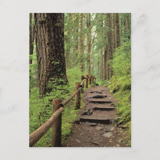 WA, Olympic NP, Sol Duc Valley, regenwoud Briefkaart (Voorkant)