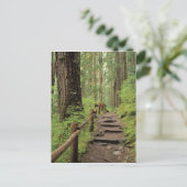 WA, Olympic NP, Sol Duc Valley, regenwoud Briefkaart (Staand voorkant)