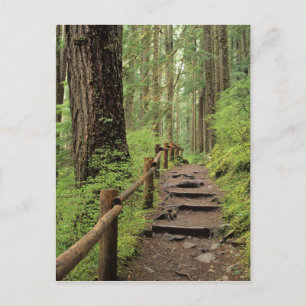 WA, Olympic NP, Sol Duc Valley, regenwoud Briefkaart
