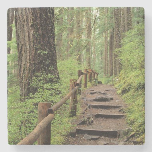 WA, Olympic NP, Sol Duc Valley, regenwoud Stenen Onderzetter (Voorkant)