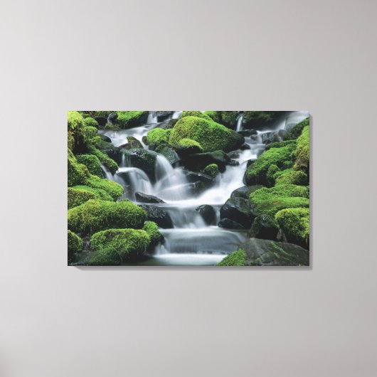 WA, Olympic NP, Sol Duc Valley, stroom met Canvas Afdruk (Voorkant)