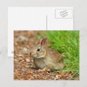 WA, Redmond, Oosterse katoenstaart-baby konijn Briefkaart (Voorkant / Achterkant)