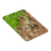 WA, Redmond, Oosterse katoenstaart-baby konijn Magneet (Rechterzijde)