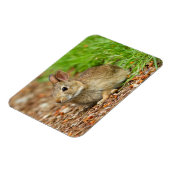 WA, Redmond, Oosterse katoenstaart-baby konijn Magneet (Linkerzijde)