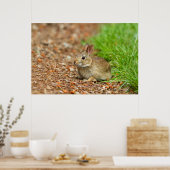 WA, Redmond, Oosterse katoenstaart-baby konijn Poster (Keuken)