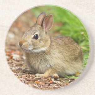 WA, Redmond, Oosterse katoenstaart-baby konijn Zandsteen Onderzetter