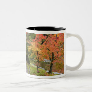 WA, Seattle, Washington Park Arboretum, 2 Tweekleurige Koffiemok