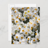 WA, Skagit-vallei, Daffodilpatroon Briefkaart (Voorkant / Achterkant)