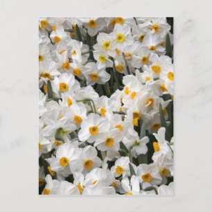 WA, Skagit Valley, Narcissenpatroon Briefkaart