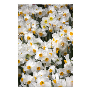 WA, Skagit Valley, Narcissenpatroon Foto Afdruk