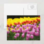 WA, Skagit Valley, Roozengaarde Tulip Garden, 2 Briefkaart (Voorkant / Achterkant)