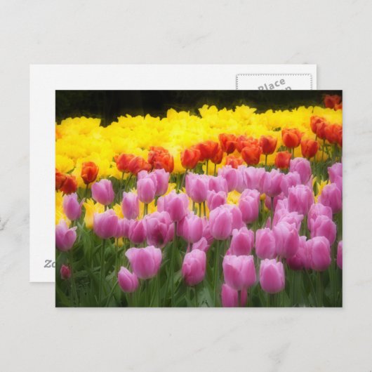 WA, Skagit Valley, Roozengaarde Tulip Garden, 2 Briefkaart (Voorkant / Achterkant)