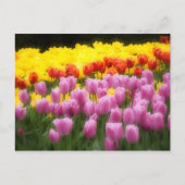 WA, Skagit Valley, Roozengaarde Tulip Garden, 2 Briefkaart (Voorkant)