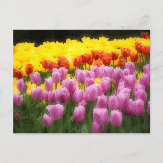 WA, Skagit Valley, Roozengaarde Tulip Garden, 2 Briefkaart (Voorkant)