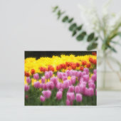 WA, Skagit Valley, Roozengaarde Tulip Garden, 2 Briefkaart (Staand voorkant)