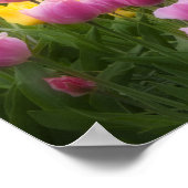 WA, Skagit Valley, Roozengaarde Tulip Garden, 2 Poster (Hoek)
