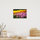 WA, Skagit Valley, Roozengaarde Tulip Garden, 2 Poster (Keuken)