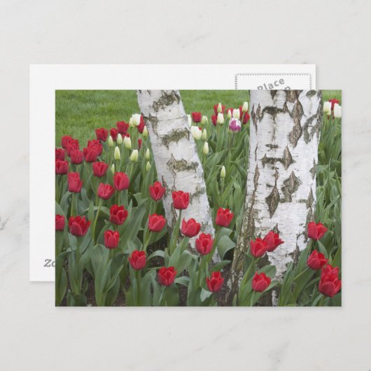 WA, Skagit Valley, Roozengaarde Tulip Garden Briefkaart (Voorkant / Achterkant)