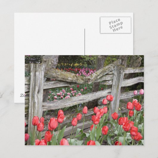 WA, Skagit Valley, Roozengaarde Tulip Garden Briefkaart (Voorkant / Achterkant)