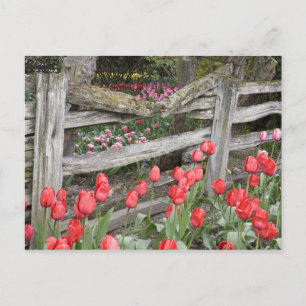 WA, Skagit Valley, Roozengaarde Tulip Garden Briefkaart