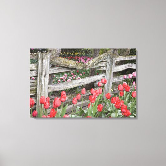 WA, Skagit Valley, Roozengaarde Tulip Garden Canvas Afdruk (Voorkant)