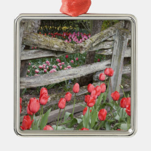 WA, Skagit Valley, Roozengaarde Tulip Garden Metalen Ornament