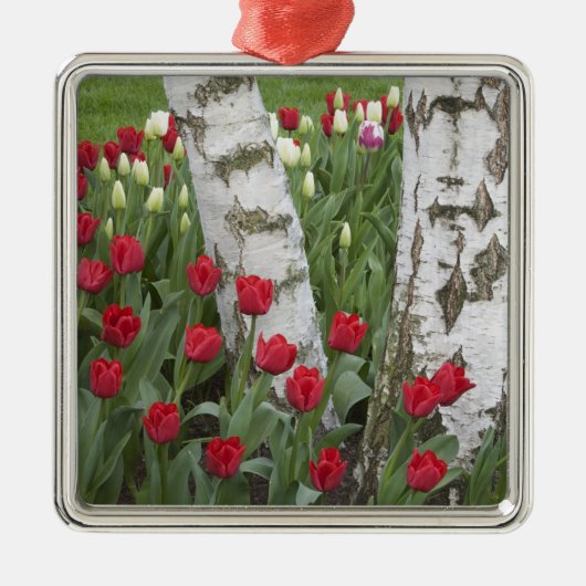 WA, Skagit Valley, Roozengaarde Tulip Garden Metalen Ornament (Voorkant)