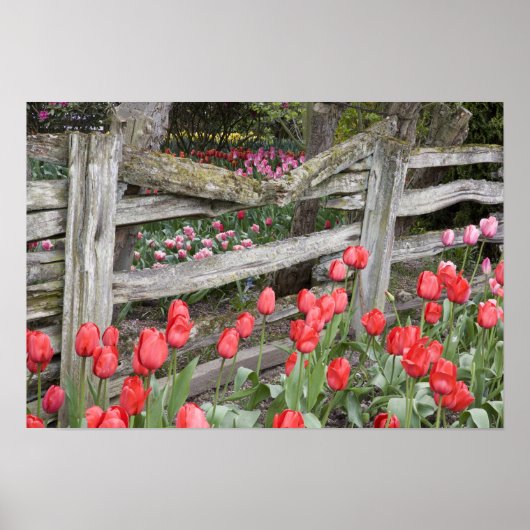 WA, Skagit Valley, Roozengaarde Tulip Garden Poster (Voorkant)