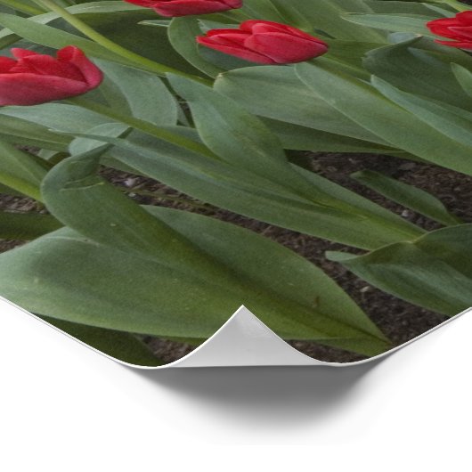 WA, Skagit Valley, Roozengaarde Tulip Garden Poster (Hoek)