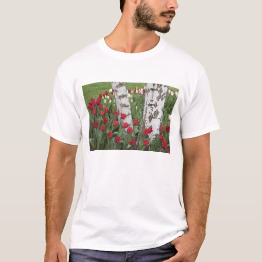 WA, Skagit Valley, Roozengaarde Tulip Garden T-shirt (Voorkant)