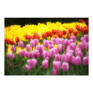 WA, Skagit Valley, Roozengaarde Tulpen Tuin, 2 Foto Afdruk