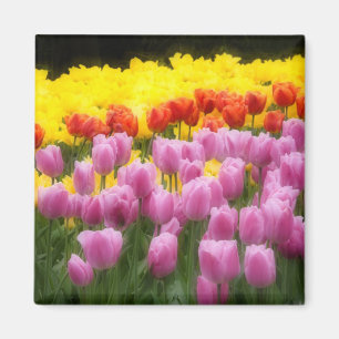 WA, Skagit Valley, Roozengaarde Tulpen Tuin, 2 Magneet