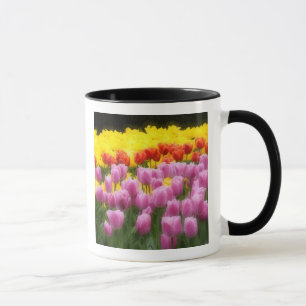 WA, Skagit Valley, Roozengaarde Tulpen Tuin, 2 Mok