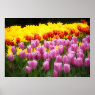 WA, Skagit Valley, Roozengaarde Tulpen Tuin, 2 Poster