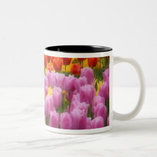 WA, Skagit Valley, Roozengaarde Tulpen Tuin, 2 Tweekleurige Koffiemok