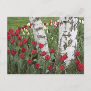 WA, Skagit Valley, Roozengaarde Tulpen tuin Briefkaart