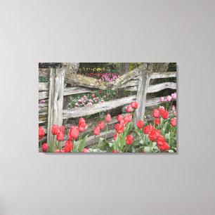 WA, Skagit Valley, Roozengaarde Tulpen tuin, Canvas Afdruk