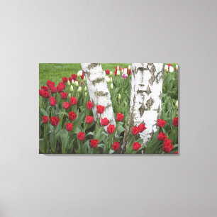 WA, Skagit Valley, Roozengaarde Tulpen tuin Canvas Afdruk
